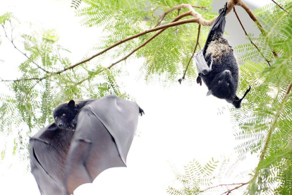 Dos murciélagos cuelgan de un árbol en el zoológico de Zuercher en Zúrich (Suiza), en una foto de archivo