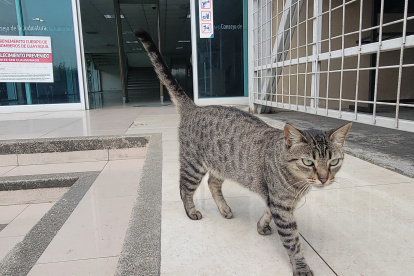 Los felinos con cuidados por funcionarios rescatistas de la entidad judicial.
