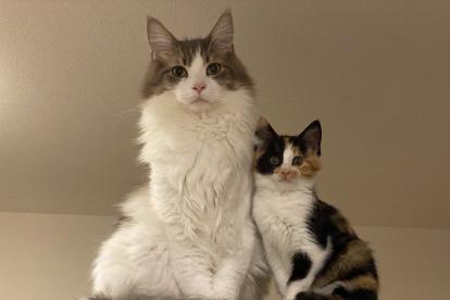 Los gatos viven en el mismo espacio y entablan relaciones amistosas, pero puede que no sean un grupo unido.