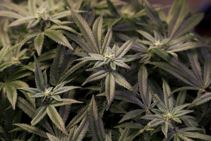 Plantas de cannabis