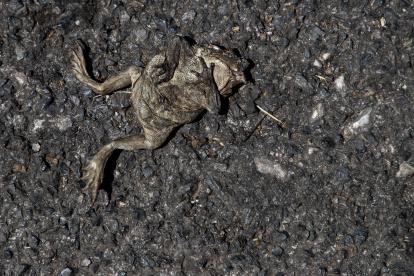En la foto, un sapo muerto en Folgoso do Courel, tras el paso del fuego.
