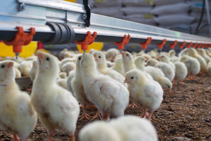 Productores aseguran que la crianza de las aves al aire libre encarece la producción.