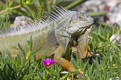 Especies. Una foto difundida por la Comisión de Conservación de Pesca y Vida Silvestre de Florida muestra un ejemplar de iguana.