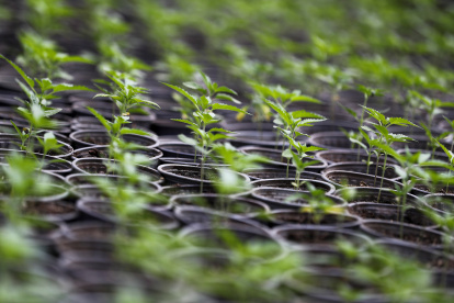 Fotografía de plantas de cannabis el 22 de julio de 2021, en la emoresa CannAndes, en Tabacundo (Ecuador).
