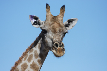 14 jirafas llevan en una de sus orejas un GPS que funciona con energía solar