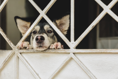 Animales. Se estima que existen más de 400.000 perros en la urbe.