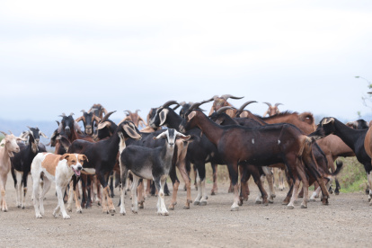 Los chivatos no se mueven del corral sin el perro, lo siguen a cualquier parte, por eso el can siempre camina al frente. Aunque en algunas ocasiones se confunde con ellos.