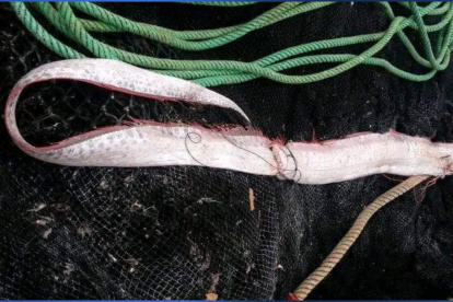 Un ejemplar de pez remo capturado en costas ecuatorianas.