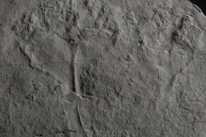 Fósil de "Auroralumina attenboroughii‘