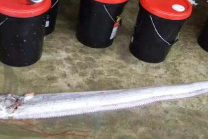 Este es el pez que apareció en Posorja. CAPTURA DE VIDEO