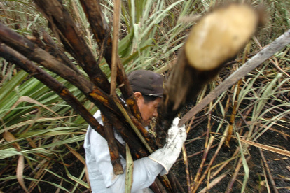 Producción. Un agricultor trabaja en la cosecha de la caña de azúcar.