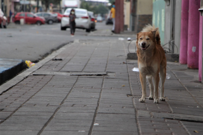 En busca de comida, los animales sin propietario esparcen los desperdicios en las calles, provocando desaseo