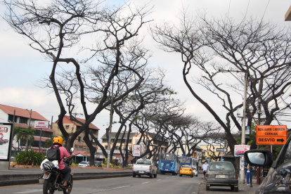 La Alborada. Esta ciudadela del norte de Guayaquil es una de las más afectadas. En prácticamente todas sus etapas se observan árboles secos.