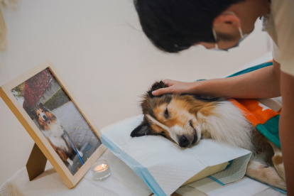 El dueño de un perro se despide por última vez de su mascota fallecida durante un funeral celebrado en la tienda funeraria de mascotas Rainbow Planet en Pekín, China, el 11 de agosto de 2022