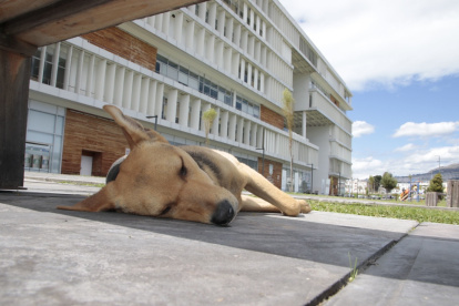 Quitumbe. En la plataforma de Gobierno se encuentran algunos animales a la espera de ser alimentados por los transeúntes