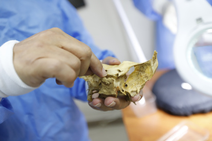 Los estudiantes de medicina de la Universidad de Guayaquil trabajan con cuerpos reales durante las prácticas de Anatomía.