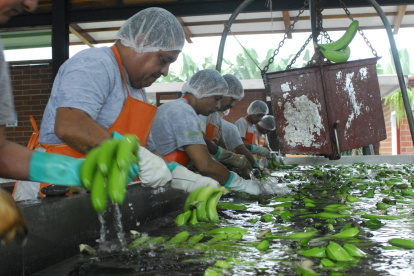 Las exportaciones bananeras han disminuido por la guerra entre Rusia y Ucrania.