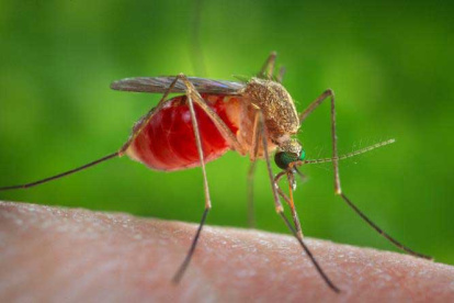 Según esta investigación, al menos en estos mosquitos, cada célula neuronal tiene varios tipos de receptores, no solo uno. Una sola neurona de mosquito puede detectar diferentes olores.