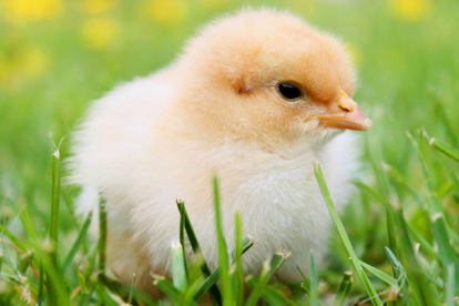 Pollito. Referencial