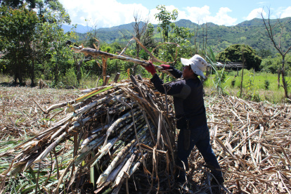 Trabajo.- Un agricultor labora en la cosecha de la caña de azúcar.