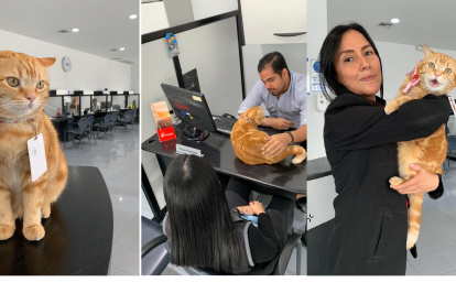 En la oficina. Ingrid Vaca, jefa de la agencia automotriz (Izq.), aparece con Mina en sus brazos. La gata es libre de recorrer la empresa.