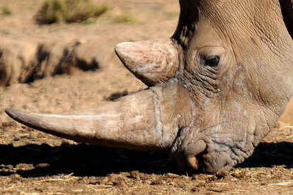 Imagen de archivo de un rinoceronte