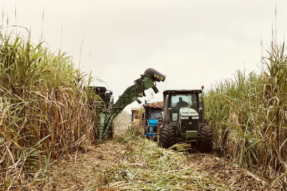 Cosecha. El trabajo que se hace en la recolección de la caña de azúcar.