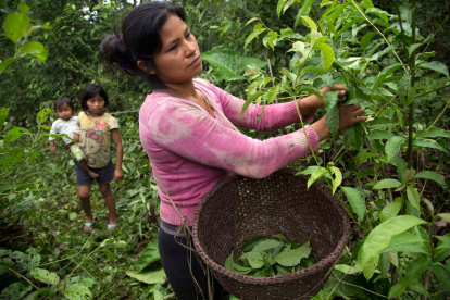 Oferta. Napo y Pastaza concentran las ventas, con más de $ 3 millones.