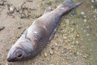 Personas de las comunidades Zawata, Capricho y Morete descubrieron el insólito suceso