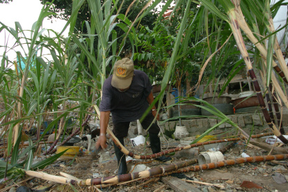 Labor.- El trabajo en un cultivo de caña de azúcar.