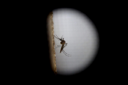 El mosquito de la variedad "Aedes aegytpi", el cual transmite el virus del zika, dengue y chikungunya, en una fotografía de archivo.