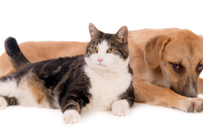 Reacción. El sobrepeso no pasa solo por la alimentación, es también un tema de condición física.