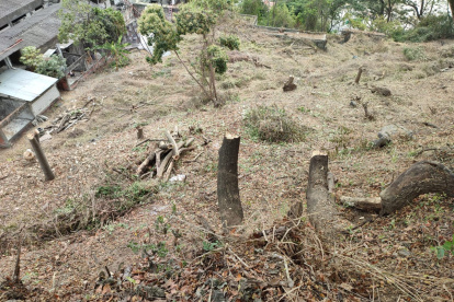 Los pedazos de troncos quedaron en el sitio