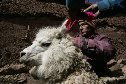 La palanta permitirá  tener una capacidad de producción mayor a 25.000 kilos de fibra de alpaca al año
