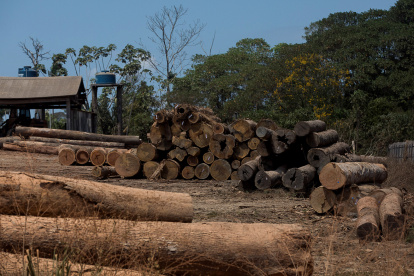 Actividad de tala de bosque, en Brasil. Esa y otras amenazas acorralan a la flora y fauna de la Amazonía.