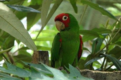 Imagen referencial para graficar a una lora cabeza roja, una de las especies que fueron rescatadas en Portoviejo.