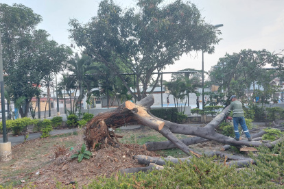 Esta es la especie que cayó la tarde del pasado 5 de septiembre en Samanes 2.