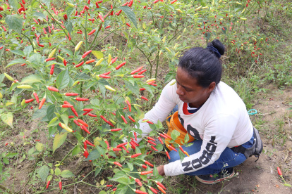 Proyecto. En Palo de Balza, Marcelino Maridueña (Guayas), un grupo de 40 cañicultores dejó de producir caña de azúcar para migrar al cultivo corto del ají tabasco.
