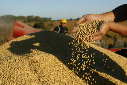 Acción.- En Ecuador hay un plan para impulsar el cultivo de soya.