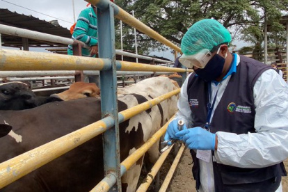 Labor.- Un técnico alista una vacuna contra la fiebre aftosa para aplicarle al ganado.