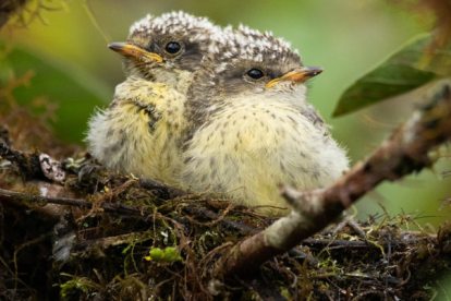 Fotografía sin fechar cedida por la fundación Charles Darwin que muestra a dos pichones de pájaro brujo (Pyrocephalus nanus), amenazados por especies invasoras como la mosca vampiro aviar.