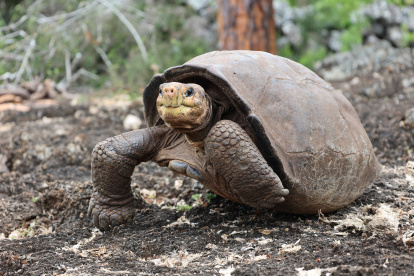 Fotografía cedida por Galapagos Conservancy que muestra a la tortuga Fernanda.