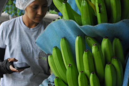 El banano ha tenido un año complicado en los mercados.