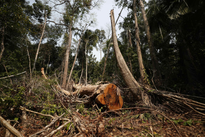 Árbol shihuahuaco, la tala indiscriminada está provocando la desaparición de esta especie, mientras los expertos exigen el cierre del mercado internacional.