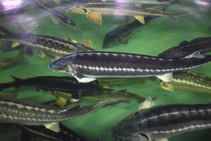 imagen de archivo de una piscifactoría de esturiones.