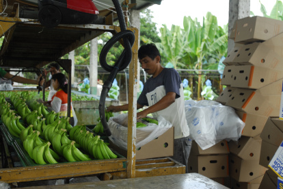 Trabajo.- Las labores que se realizan antes de empacar el banano para exportarlo.