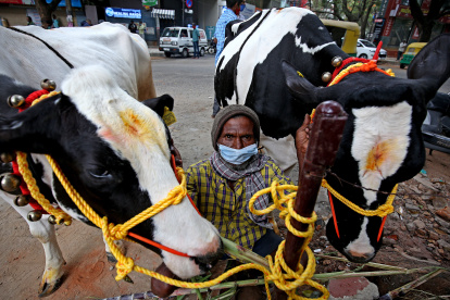 Más de 60.000 vacas han muerto en todo el país a causa de un brote que comenzó a propagarse el pasado abril.