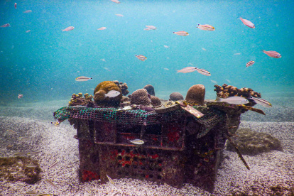 Galapagos. Un proyecto de siembra de corales busca restaurar ecosistemas, en el archipiélago ecuatoriano.