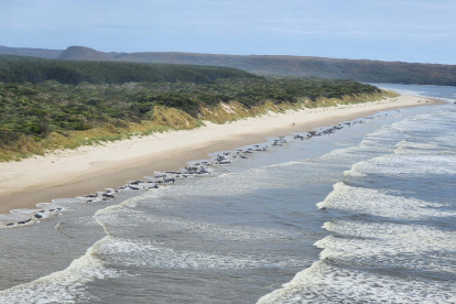 Vista aérea de unas 230 ballenas varadas en una remota playa de la bahía de Macquarie, en el oeste de la isla australiana de Tasmania (Australia), el pasado 21 de septiembre. EFE/ Departamento de Recursos Naturales y Ambiente de Tasmania