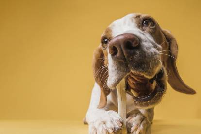 Lo conveniente es no dárselos. Si se lo hace, que sean grandes y cocidos. Jamás crudos o pequeños porque se pueden partir y ocasionar daños en el estómago